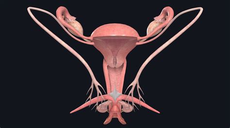 vagina gif|File : Female Genital Organs (frontal view) detailed macro.jpg